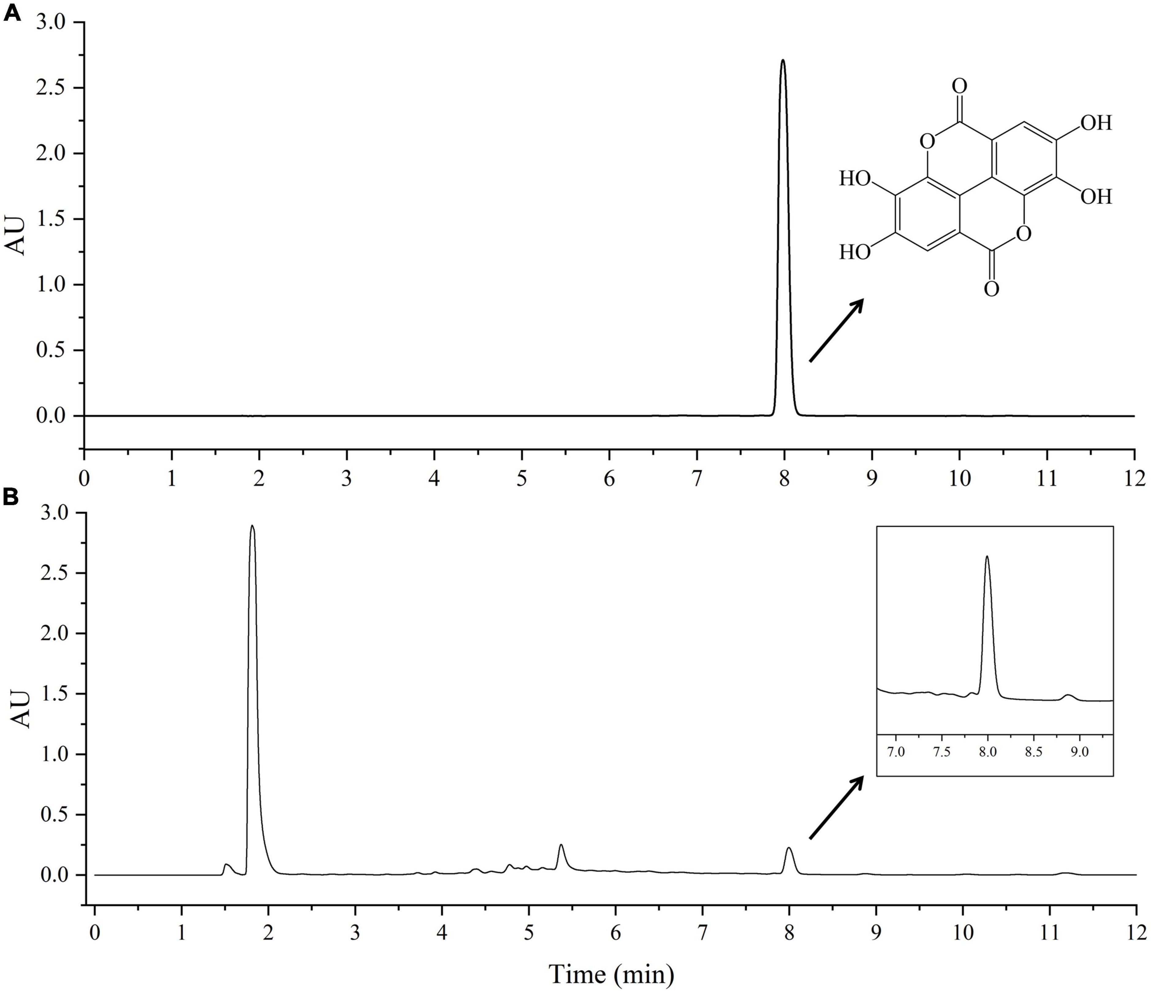 Natural deep eutectic solvent-ultrasound assisted extraction: A green approach for ellagic acid extraction from Geum japonicum